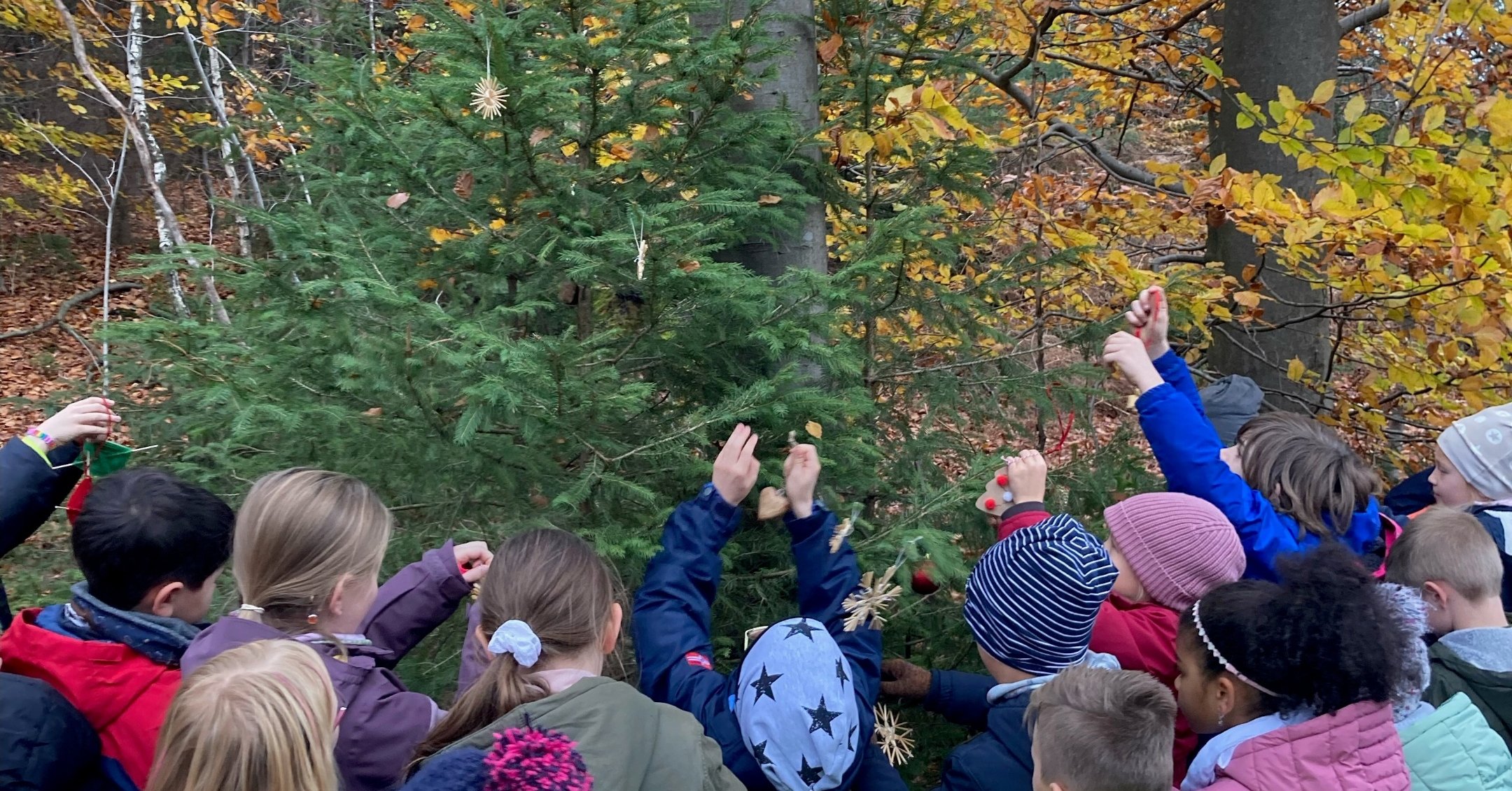 Weihnachtsbaum im Brander Wald Pfarrei St. Donatus AachenBrand