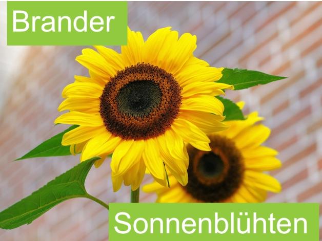 Brander-Sonnenblühten